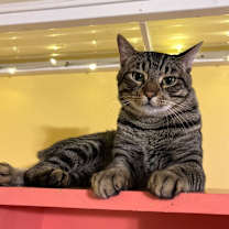 Thumbnail photo of Daddy Long Legs #2