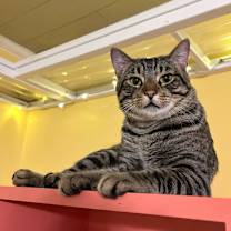 Thumbnail photo of Daddy Long Legs #3