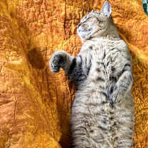 Thumbnail photo of Trevor #4