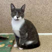 Thumbnail photo of Nelly #1