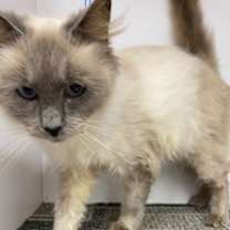 Thumbnail photo of Angelica #2