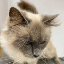 Thumbnail photo of Angelica #3