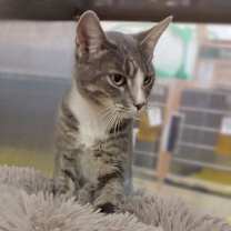 Thumbnail photo of Delilah 45610 #3