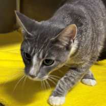 Thumbnail photo of Delilah 45610 #4