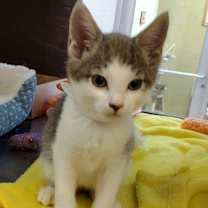 Thumbnail photo of Bacon 45410 #4