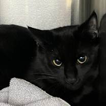 Thumbnail photo of Barn Buddy: Lumina #1