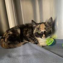 Thumbnail photo of Turtle #2