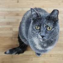 Thumbnail photo of Adele #1