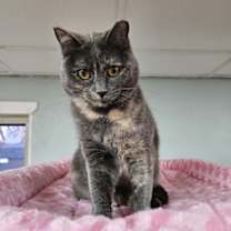 Thumbnail photo of Adele #4