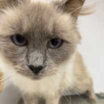 Thumbnail photo of Angelica #1