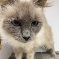 Thumbnail photo of Angelica #4