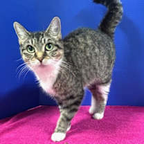 Thumbnail photo of Rumor #3