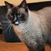 Thumbnail photo of Simon Smores #4