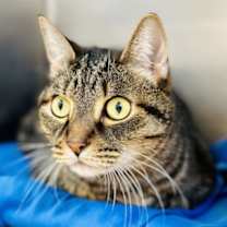 Thumbnail photo of Kobe #1