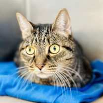 Thumbnail photo of Kobe #2