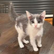 Thumbnail photo of Twinkie #1