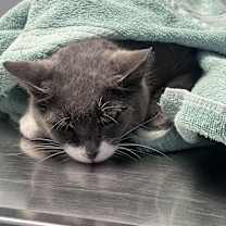 Thumbnail photo of Daisy #3