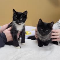 Thumbnail photo of Cane #4