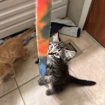 Thumbnail photo of Karino #4