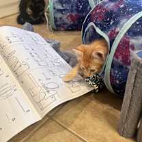 Thumbnail photo of Karate #4