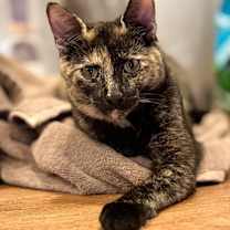 Thumbnail photo of Opal (meet me in the Cat Lounge) #1