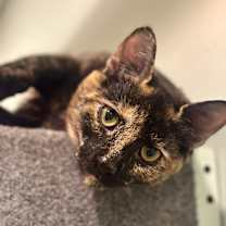 Thumbnail photo of Opal (meet me in the Cat Lounge) #2