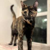 Thumbnail photo of Opal (meet me in the Cat Lounge) #3