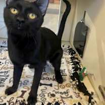 Thumbnail photo of Cosmo #1