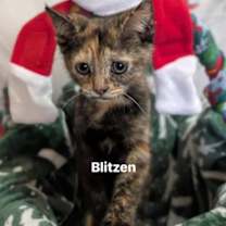 Thumbnail photo of Blitzen #1