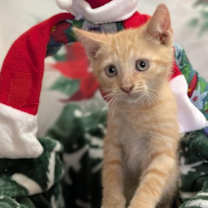 Thumbnail photo of Donner (Lime) #1