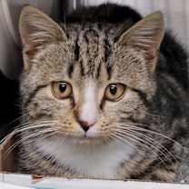 Thumbnail photo of Noel #1