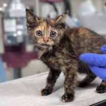 Thumbnail photo of Blitzen #2