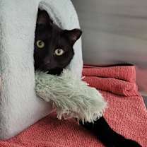 Thumbnail photo of Sammy #1