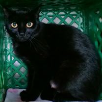 Thumbnail photo of Cauldron #2