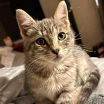 Thumbnail photo of Leilani (pre adopt) #1