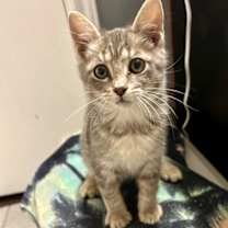 Thumbnail photo of Leilani (pre adopt) #2