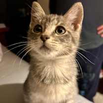 Thumbnail photo of Leilani (pre adopt) #3