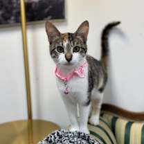 Thumbnail photo of Evergreen #1