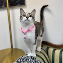 Thumbnail photo of Evergreen #2