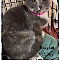 Thumbnail photo of GRAYSON #2