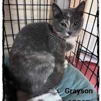 Thumbnail photo of GRAYSON #4
