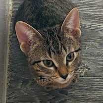 Thumbnail photo of Halk 25 #1