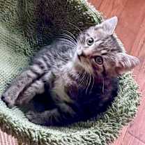 Thumbnail photo of Ronald McDonald 29 #1