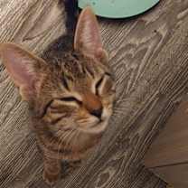 Thumbnail photo of Halk 25 #2