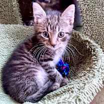 Thumbnail photo of Ronald McDonald 29 #2