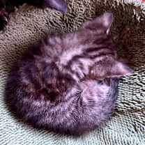 Thumbnail photo of Ronald McDonald 29 #3