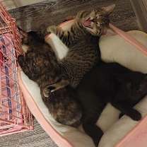 Thumbnail photo of Halk 25 #3