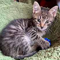 Thumbnail photo of Ronald McDonald 29 #4