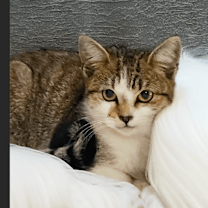 Thumbnail photo of Everly #1