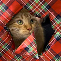 Thumbnail photo of OJ  #3